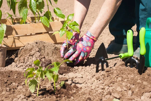 Farmer Planting Seedling Plant In Garden. — Stock Photo, Image