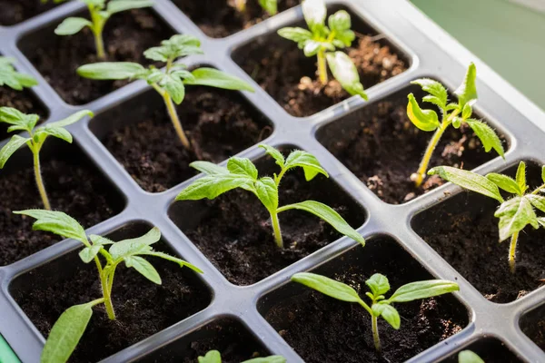 Tomato Seedlings In Box Growing On Windowsill. — Stockfoto