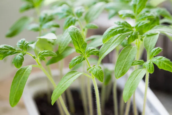 Sprouts Of Tomatoes With Leaves Growing From Soil. — Stockfoto