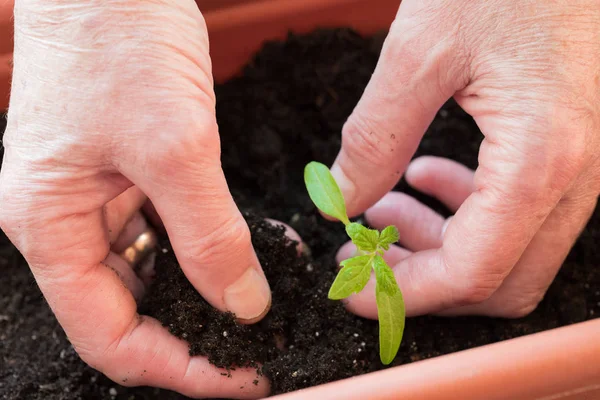 Hands Female Planting Seedling Tomato In Box.
