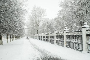 Snow-Covered Trees Covered Snow Early In Morning.