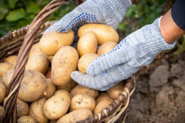 Hands Put Yellow Potatoes In Basket In Vegetable Garden.