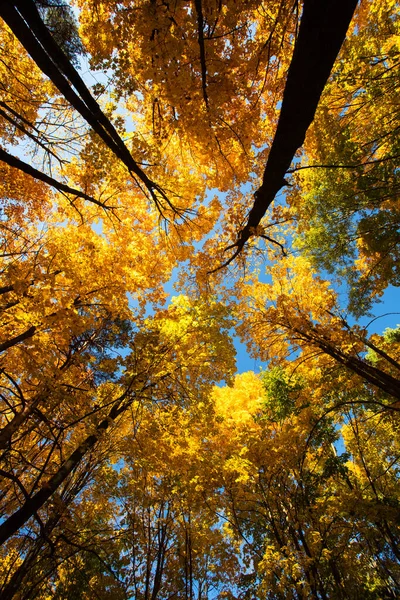 View On Branch Tall Trees With Colorful Leaves In Park Bottom Vi
