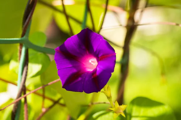 Цветок Ипомеи растет в саду в солнечное лето . — стоковое фото
