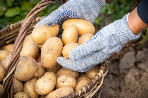 Ręce umieścić żółte ziemniaki w koszyku w ogrodzie warzywnym. — Zdjęcie stockowe