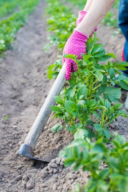 Hand Female Loosen Hill Potatoes On Potatoe Fields.