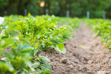 Green Plants Of Potatoes Growing On Potato Field.