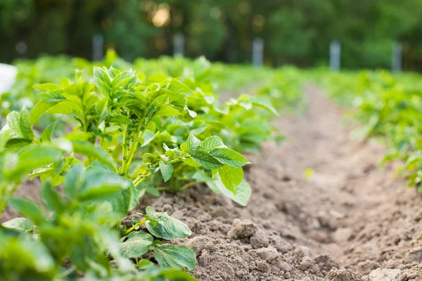 Green Plants Of Potatoes Growing On Potato Field. — Stockfoto