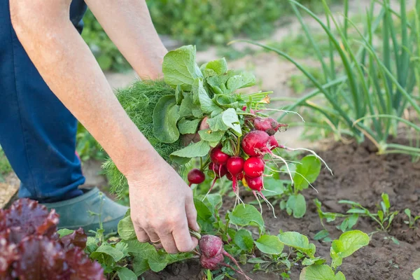 Mani di donna che tiene ravanelli maturi con foglie da terra . — Foto Stock