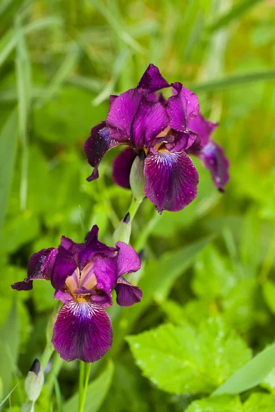 Květy Iris (Iris Germanica) rostoucí v jarní zahradě. — Stock fotografie