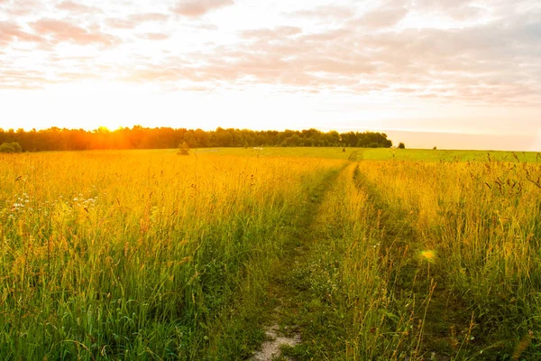 Camino Camino En Campo De Pradera Al Amanecer En Verano . — Foto de Stock