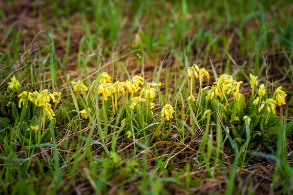 Spring Primrose (Primula Veris) On Field In Spring. — Stok fotoğraf