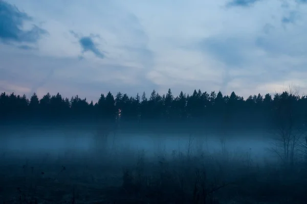 Paisagem da mola da floresta coberta com nevoeiro na manhã ou na noite — Fotografia de Stock