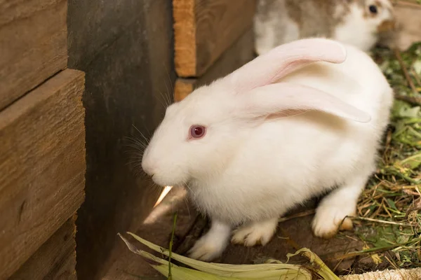 White Domesticated Rabbit In Polyface Farm. — Stok fotoğraf
