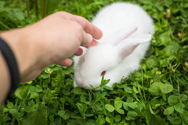 Hand Stroking Small Domestic Rabbit Close Up. — Stok fotoğraf