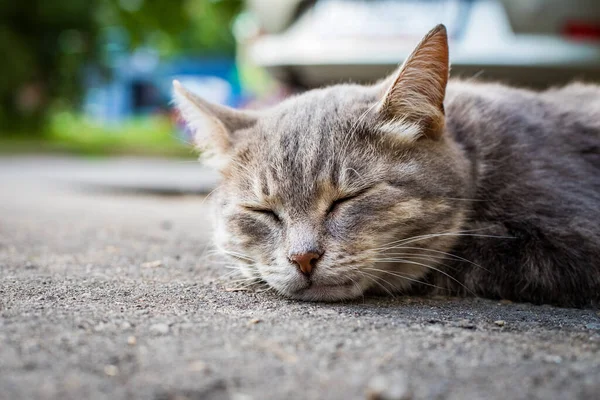 Молодой бездомный кот спит на улице . — стоковое фото