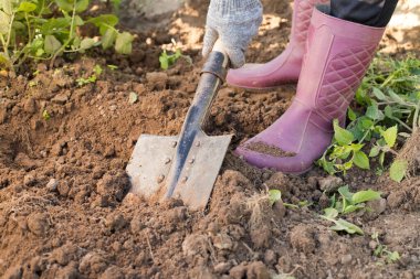 Kadınlar baharda bahçede kürekle toprağı kazar..