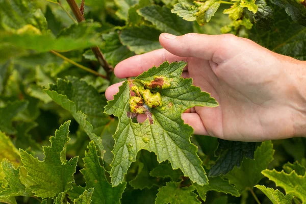 Svampsjukdom Bladen Vinbär Kvinnliga Händer Garden Ovanifrån — Stockfoto