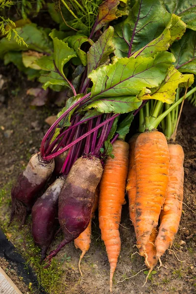 Свежие Витаминные Овощи Свеклы Моркови Земле Саду Сверху Сезонный Сбор — стоковое фото