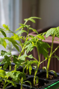 İçerideki pencereden güneş altındaki plastik kutuda domates tohumu tohumu tohumu tohumu tohumu olan bitkiler. Domates dikme mevsimi.