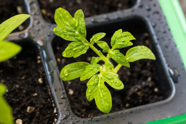Liten Planta Planta Tomat Med Droppar Vatten Plastlåda Med Marken — Stockfoto