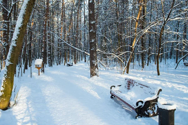 Smukke Vinterlandskab Med Dekorativ Bænk Solrig Dag Tykke Træer Parken - Stock-foto