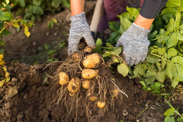 Χέρια Της Γυναίκας Φρέσκιες Πατάτες Ρίζες Από Έδαφος Φυτικό Κήπο — Φωτογραφία Αρχείου