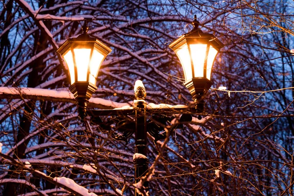 Вечірній Парк Декоративна Світлова Лампа Щільних Гілках Дерево Снігом Блакитному — стокове фото