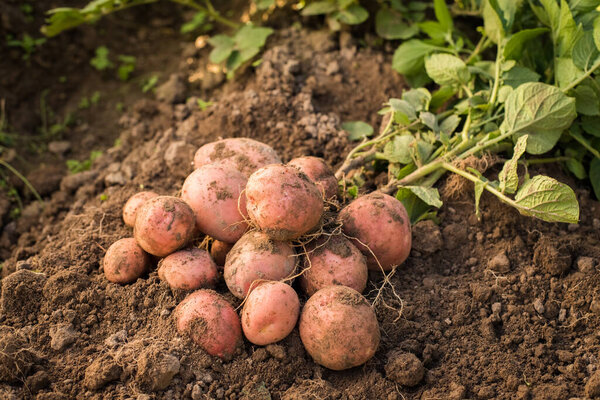 Close Up Of Fresh Red Potatoes With Green Leaves On Ground On Vegetable Garden.