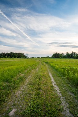 Ormana giden yol yazları güzel beyaz ve mavi gökyüzü üzerindeki çayır tarlasına çıkar..