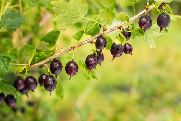 Färska Mogna Röda Bär Krusbär Gren Solig Dag Sommaren Närbild — Stockfoto