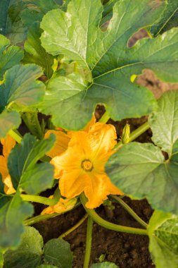 Yazın güneşli bir günde sebze bahçesinde güzel sarı çiçekli yeşil sebze ezmesi. Kapat ve Üst Görünüm.