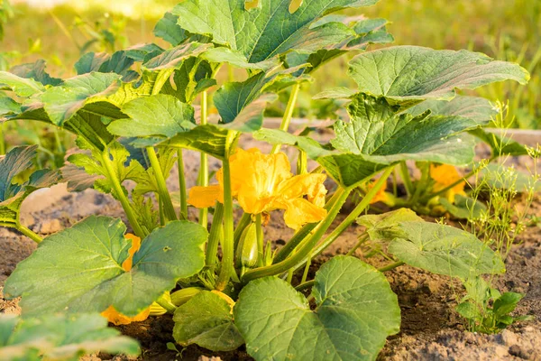 Grön Vegetabilisk Växt Squash Med Gul Blomma Växer Vegetabilisk Trädgård — Stockfoto