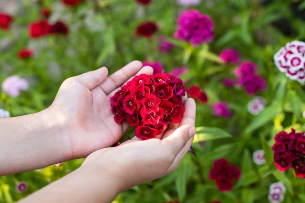 Rote Blume Türkische Nelke Dianthus Barbatus Auf Kinderhänden Von Mädchen — Stockfoto