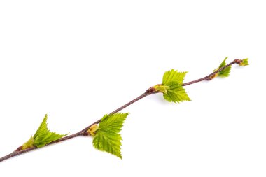 Açılmış tomurcuklara sahip şube Beyaz arka planda izole edilmiş genç huş ağacının yeşil yaprakları.