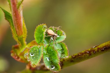 Örümcek Evi Örümceği (Tegenaria Domestica) Bahar Bahçesinde Yağmurdan Sonra Su Damlalarıyla Genç Gül Yaprağı Üzerine.