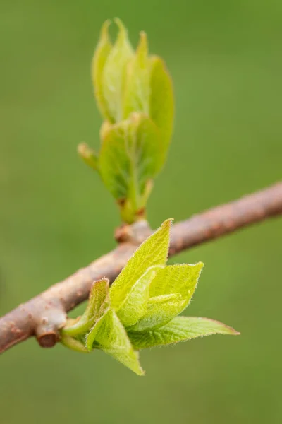 Молодые Зеленые Листья Ветке Actinidia Actinidia Kolomikta Растут Весеннем Саду — стоковое фото