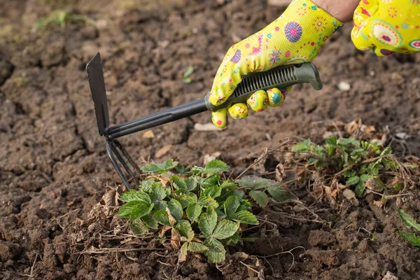 Hand Vrouw Van Tuinman Met Schoffel Gereedschap Losmaakt Grond Rond — Stockfoto