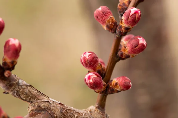 アプリコット Prunus Almeniaca 枝で芽春の庭で成長屋外のクローズアップ — ストック写真