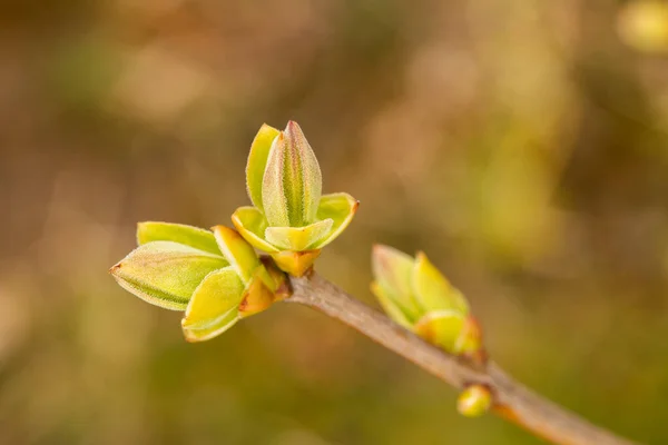 ライラックの緑の芽 シリンガ 枝が春の晴れた日に庭で成長します — ストック写真