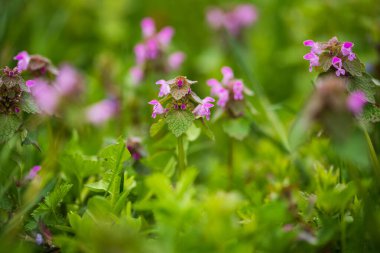 Güzel Doğal Bitki Çiçekleri Glechoma Hederacea (Nepeta Glechoma) İlkbaharda Meadow 'da Büyüyen Yakın plan.