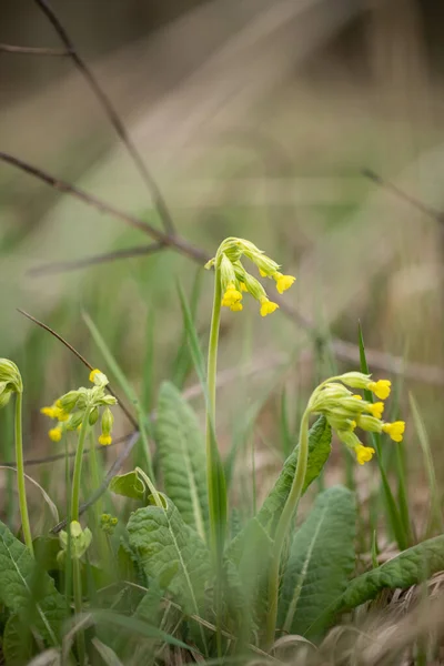 Herbaceous Plant Flowers Spring Primrose Primula Veris Growing Meadow Springtime — Stock Photo, Image