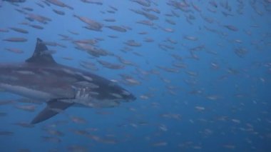 Büyük büyük beyaz köpekbalıkları Guadalupe Adası yakınlarında Pasifik Okyanusu'nda dalış. Meksika.