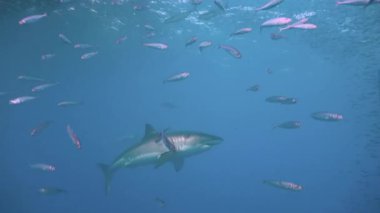 Büyük büyük beyaz köpekbalıkları Guadalupe Adası yakınlarında Pasifik Okyanusu'nda dalış. Meksika.