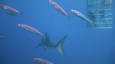 Büyük büyük beyaz köpekbalıkları Guadalupe Adası yakınlarında Pasifik Okyanusu'nda dalış. Meksika.