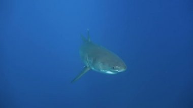 Büyük büyük beyaz köpekbalıkları Guadalupe Adası yakınlarında Pasifik Okyanusu'nda dalış. Meksika.