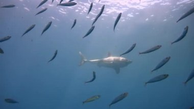 Büyük büyük beyaz köpekbalıkları Guadalupe Adası yakınlarında Pasifik Okyanusu'nda dalış. Meksika.