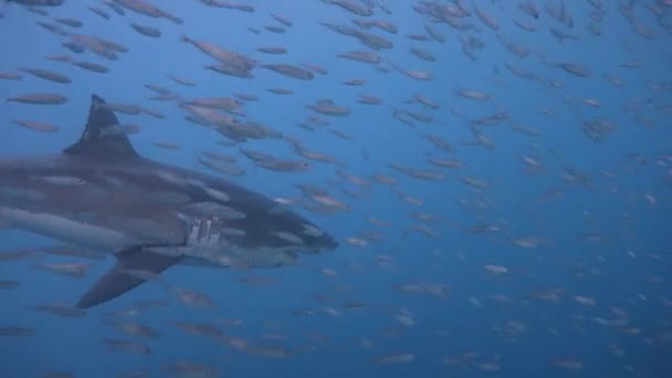 Gran buceo con grandes tiburones blancos en el océano Pacífico cerca de la isla de Guadalupe. México. . — Vídeo de stock