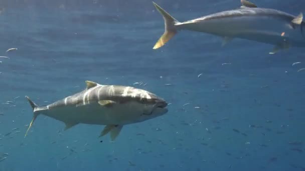 Prachtige onderwater duiken in de Stille Oceaan in de buurt van het eiland van Guadalupe. Mexico. — Stockvideo