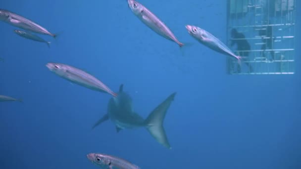 Grande mergulho com grandes tubarões brancos no oceano Pacífico perto da ilha de Guadalupe. México . — Vídeo de Stock